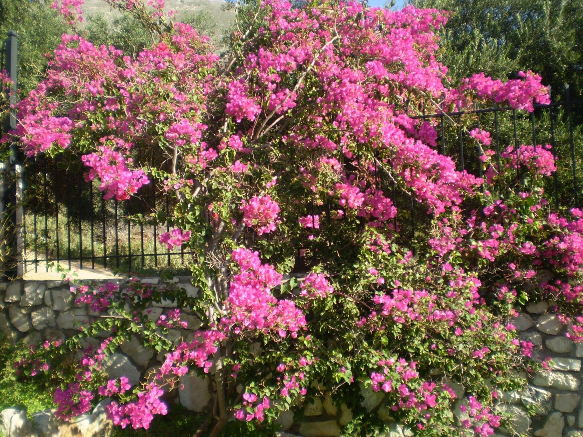 Appartement Evangelia Agia Efimia