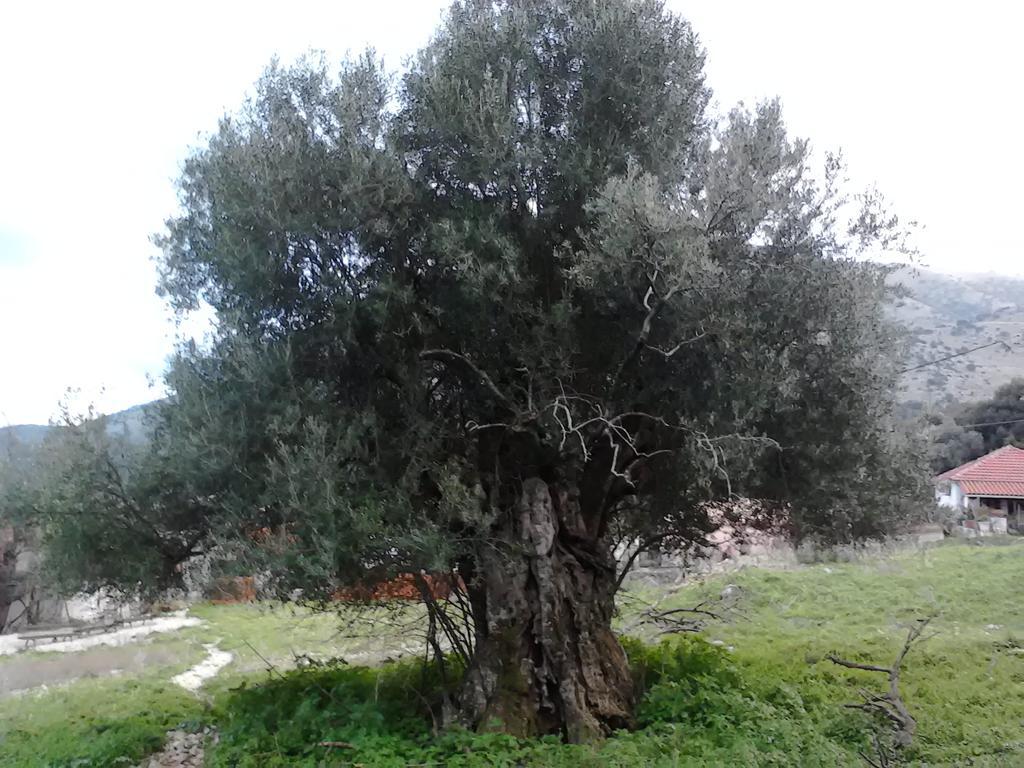 Appartement Evangelia